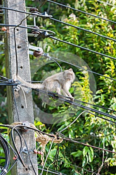 Closeup of Koh Chang monkey sitting on electric pole, Thailand