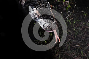 Closeup of a Komodo Dragon photo