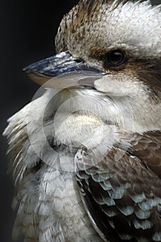 Closeup Kookaburra