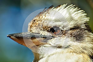 Closeup of a Kookaburra