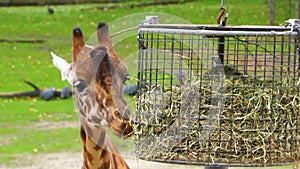 Closeup of a kordofan giraffe eating hay from a basket, critically endangered animal specie from Sudan in Africa