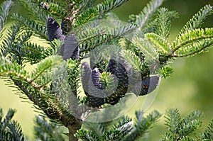 Closeup of Korean fir with cones, Abies koreana photo