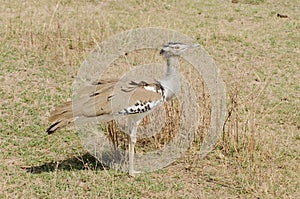 closeup of a Kori Bustard in the Ngorongoro