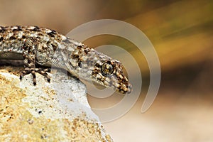 Closeup of Kotschy`s Naked-toed Gecko