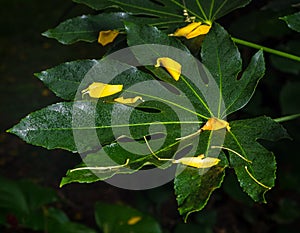 Closeup of kowhai flower petals on a large green leaf