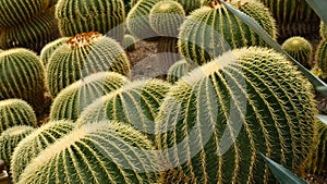 Closeup of Kroenleinia grusonii (Echinocactus grusonii Hildm)