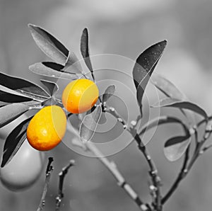 Closeup of a kumquat plant with selective desaturation effect