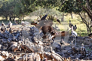 Closeup of l Vulture feeding