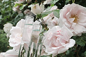 Closeup of laboratory tubes against pink roses, green garden.Concept of laboratory tasting of ingredients for oils, perfumes