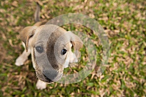 Closeup of labrador dog puppy on grass