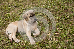 Closeup of labrador dog puppy on grass