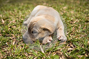 Closeup of labrador dog puppy on grass