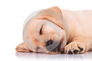 Closeup of a labrador retriever puppy dog sleeping