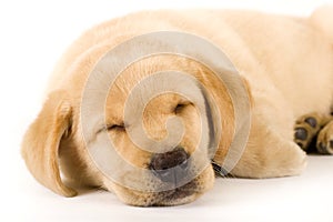 Closeup of a labrador retriever puppy sleeping