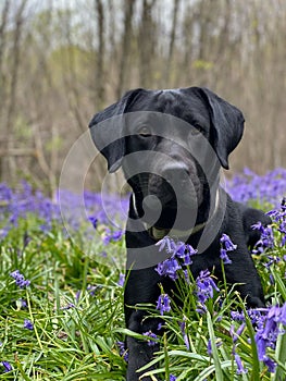 Closeup of a Labrador Retriever sitting in a lush green and blubells with a blurry background