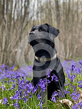 Closeup of a Labrador Retriever sitting in a lush green and blubells with a blurry background
