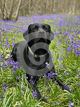 Closeup of a Labrador Retriever sitting in a lush green and blubells with a blurry background