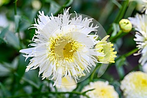 Closeup lacy white and yellow daisy flower blooming in a summer garden