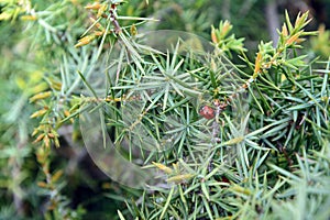 A closeup of a lady bug on the branches of Cade (Juniperus oxycedrus)