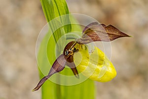 Closeup of lady`s slipper orchid. Cypripedium parviflorum photo