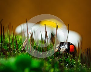 Closeup of Ladybird beetle (Coccinellidae) on green grass on white chamomile background