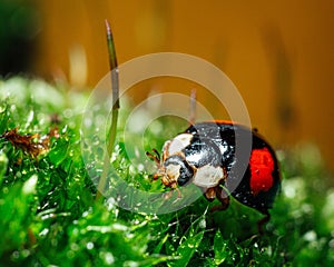 Closeup of Ladybird beetle (Coccinellidae) on green grass on brown background