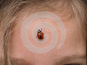 Closeup of ladybird bug on forehead