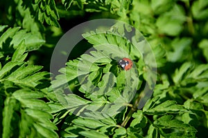 Closeup of ladybird on cow parsley