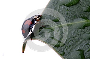 Closeup of Ladybird on leaf