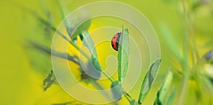 closeup on ladybird on leaf in green background