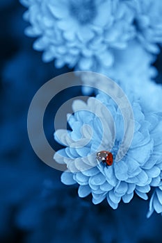 Closeup ladybug on beautiful chrysanthemum flowers. Natural banner with color of the year 2020 - Classic Blue