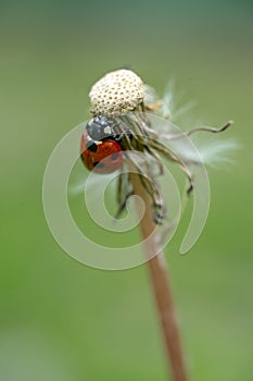 Closeup of a ladybug on a common dandelion
