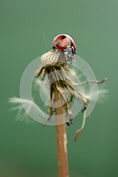 Closeup of a ladybug on a common dandelion
