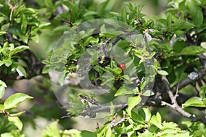 Closeup of a ladybug on fresh green leaves of a shrub