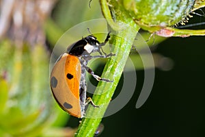 Closeup of Ladybug on a grass stem