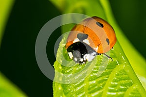 Closeup of Ladybug on a grass stem