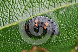 Closeup of a ladybug larvae on a green leaf
