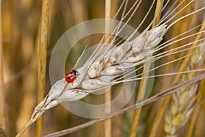 Closeup of a ladybug perched on an ear of wheat in the middle of a wheat field