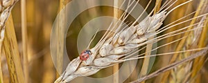 closeup of a ladybug perched on an ear of wheat in the middle of a wheat field.Banner.