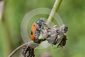 Ladybug