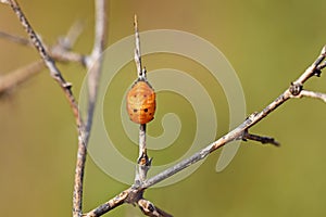 The ladybug pupa closeup