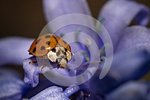Closeup of a ladybug on a purple flower in a field with a blurry background