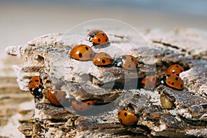 Closeup on ladybugs sunbathing on wooden log