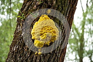 Closeup of Laetiporus sulphureus - common names are crab-of-the-woods, sulphur polypore, sulphur shelf, and chicken-of-t