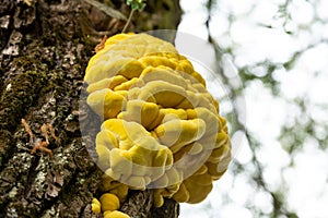 Closeup of Laetiporus sulphureus - common names are crab-of-the-woods, sulphur polypore, sulphur shelf, and chicken-of-the-woods