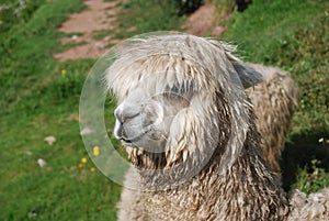 Closeup of a Lama in the Machu Pichu