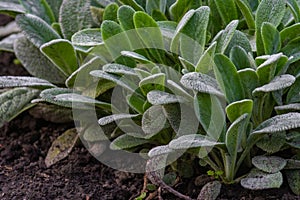 A closeup of lamb\'s-ear (Stachys byzantina) plant leaves under the sunlight