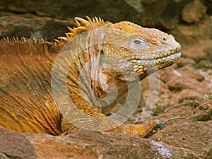 closeup of a land iguana that inhabits the galapagos islands of ecuador