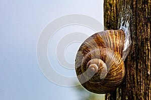 Closeup of a land snail attached to bark of a tree with blurred light blue background