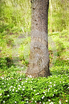 Closeup landscape view of a tree growing in a lush green forest in spring. Deserted natural woodlands or forest with